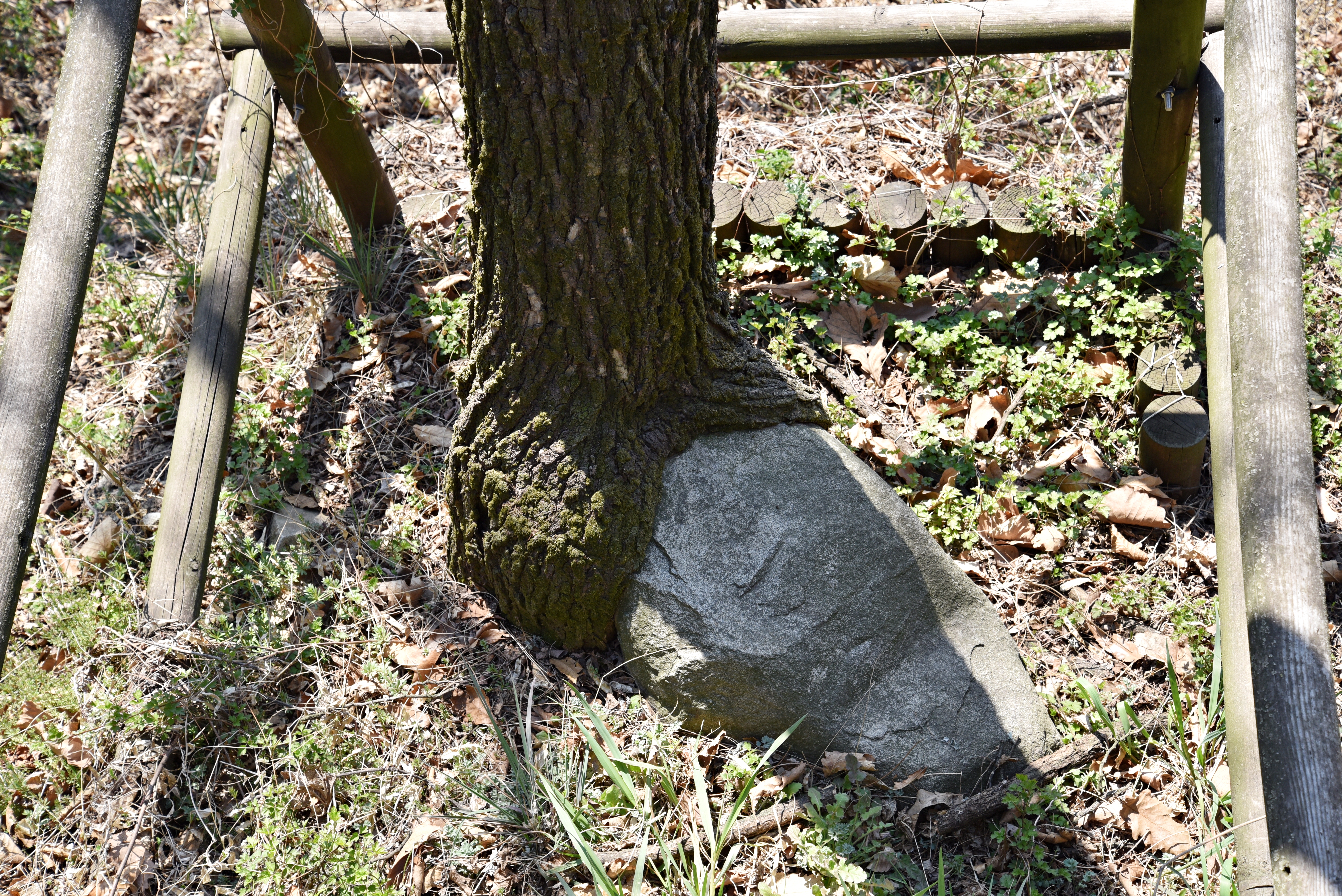 문학산 돌 먹는 나무(삼신할매나무)(20200405).JPG